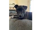 Kuro, American Staffordshire Terrier For Adoption In Las Cruces, New Mexico