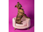 Estelle, American Pit Bull Terrier For Adoption In Palm Springs, California