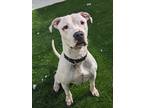 Buster, American Pit Bull Terrier For Adoption In Oak Park, Illinois