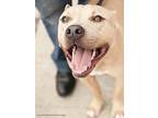 Ziegler, American Pit Bull Terrier For Adoption In Burbank, California