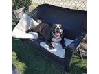 Nancy, American Staffordshire Terrier For Adoption In Burbank, California
