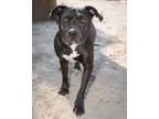 Shadow, American Pit Bull Terrier For Adoption In Palm Springs, California