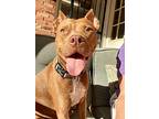 Honey, American Pit Bull Terrier For Adoption In Memphis, Tennessee