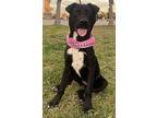 Amy, American Staffordshire Terrier For Adoption In Bell Gardens, California