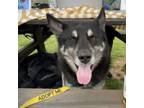 Adopt Balto FKA The Dude a Husky, Shepherd