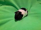 Jordy, Guinea Pig For Adoption In South Bend, Indiana