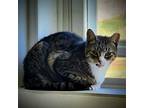 Buddy, Domestic Shorthair For Adoption In Toms Brook, Virginia