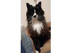 Lucy, Domestic Longhair For Adoption In Fort Collins, Colorado