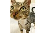 Anja, Domestic Shorthair For Adoption In Greensboro, North Carolina