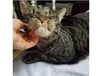 The Amazing Zulu, Domestic Shorthair For Adoption In New York, New York