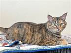 Spider, Domestic Shorthair For Adoption In Webster, Wisconsin