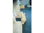 Pumpkin, Domestic Shorthair For Adoption In Fayetteville, Tennessee