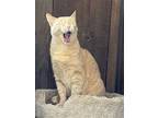 Taylor, Domestic Shorthair For Adoption In Oakland, California