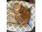 Rusty, Domestic Shorthair For Adoption In Fayetteville, Tennessee