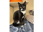 Jack, Domestic Shorthair For Adoption In Webster, Wisconsin