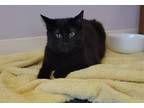 Flop, Domestic Shorthair For Adoption In Columbus, Indiana