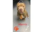 Adopt Harris a American Staffordshire Terrier