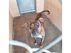 Alonzo, American Pit Bull Terrier For Adoption In Gautier, Mississippi