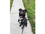 Zeke, Labrador Retriever For Adoption In Oakville, Ontario