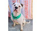Tucker, American Pit Bull Terrier For Adoption In Gautier, Mississippi