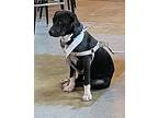 Juniper, Terrier (unknown Type, Medium) For Adoption In Shreveport, Louisiana