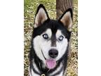 Adopt Tyson a Siberian Husky, Mixed Breed