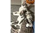 Laverne & Shirley-courtesy Post, Domestic Mediumhair For Adoption In Morgantown
