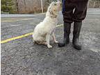 Norma, Terrier (unknown Type, Medium) For Adoption In Reeds Spring, Missouri