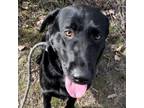 Adopt Kovu a Labrador Retriever