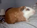 Richie, Guinea Pig For Adoption In Claymont, Delaware