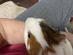 Lionel, Guinea Pig For Adoption In Claymont, Delaware