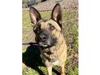 Adopt Chip a German Shepherd Dog, Mixed Breed