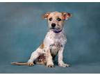 Cooper, Jack Russell Terrier For Adoption In Mojave, California