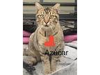 Azucar, Domestic Shorthair For Adoption In Miami, Florida