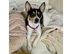 Bodie (va), Rat Terrier For Adoption In Virginia Beach, Virginia