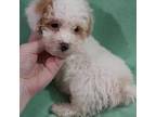 Poodle (Toy) Puppy for sale in Macon, GA, USA
