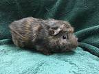 Perdeaux, Guinea Pig For Adoption In Imperial Beach, California