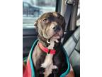 Adopt Napoleon! a Pit Bull Terrier, Terrier