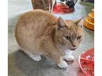 Kenley, Domestic Shorthair For Adoption In Virginia Beach, Virginia