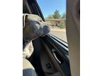 Boba, American Pit Bull Terrier For Adoption In Chandler, Arizona