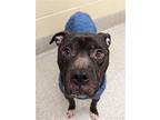 Josh, American Pit Bull Terrier For Adoption In Baltimore, Maryland