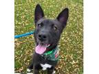 Adopt MASH a Australian Cattle Dog / Blue Heeler, Australian Kelpie