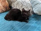 Count Von Count, Domestic Shorthair For Adoption In Lewistown, Pennsylvania