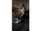 Boots, Domestic Shorthair For Adoption In Morehead, Kentucky