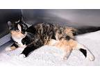 Nadia, Calico For Adoption In Fort Leavenworth, Kansas