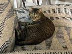Miss Kitty, Domestic Shorthair For Adoption In Fort Leavenworth, Kansas