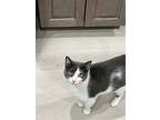 Tessi, Domestic Shorthair For Adoption In Medford, New Jersey
