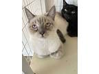 Kai, Siamese For Adoption In Grand Junction, Colorado