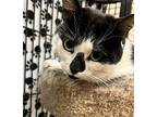 Gracie, Domestic Shorthair For Adoption In Blasdell, New York