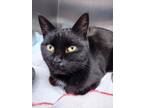 Crow, Domestic Shorthair For Adoption In Simcoe, Ontario